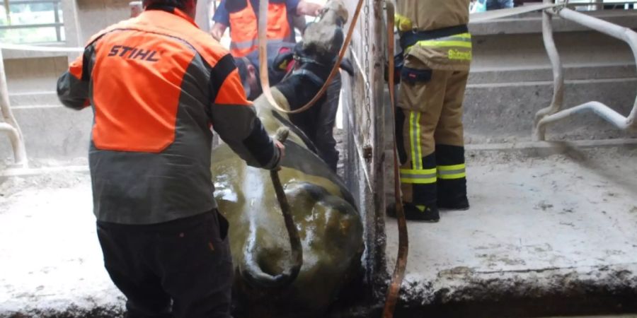Den Sturz in ein Gülleloch unversehrt überstanden: Eine trächtige Kuh ist in Meierskappel von der Feuerwehr gerettet worden.