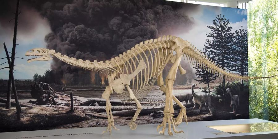 Dinosaurier Skelett Knochen
