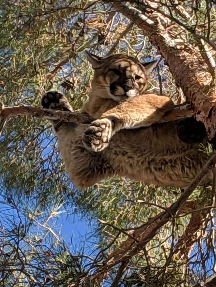 Der Puma traute sich nicht.