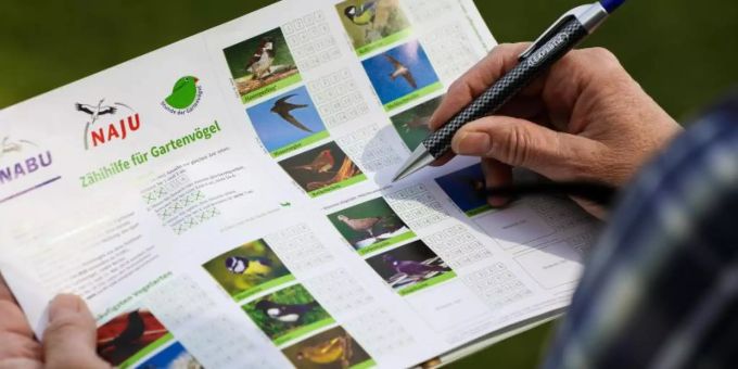 Am 10. Mai beginnt die Vogel-Zählaktion «Stunde der Gartenvögel» des Nabu. Bis Sonntag sind Naturfreunde aufgerufen, eine Stunde lang die Vögel im heimischen Garten zu zählen und zu melden. Foto: Mohssen Assanimoghaddam Stunde der Gartenvögel