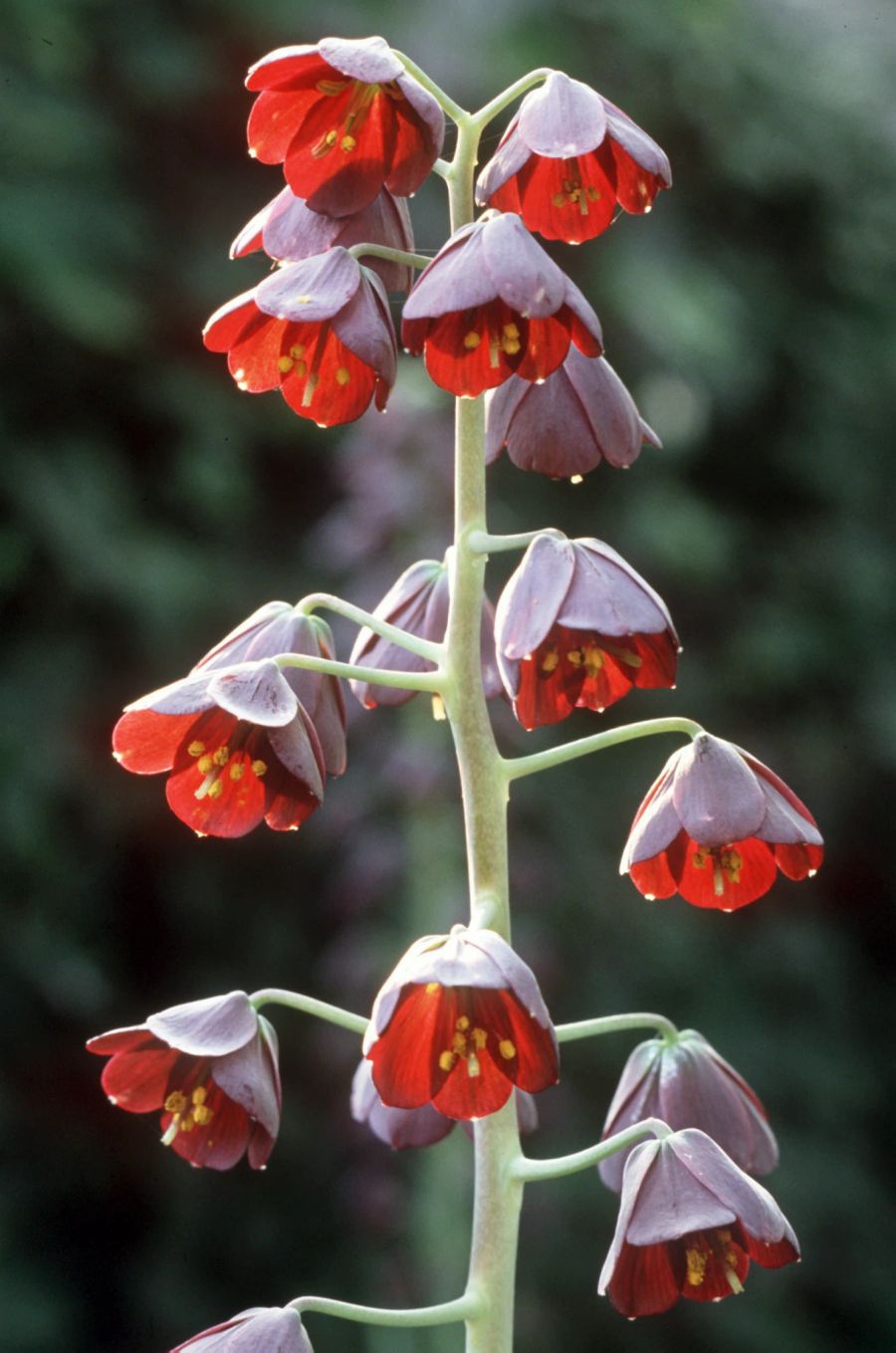 Blume Staude Blüte rot Kaiserkrone