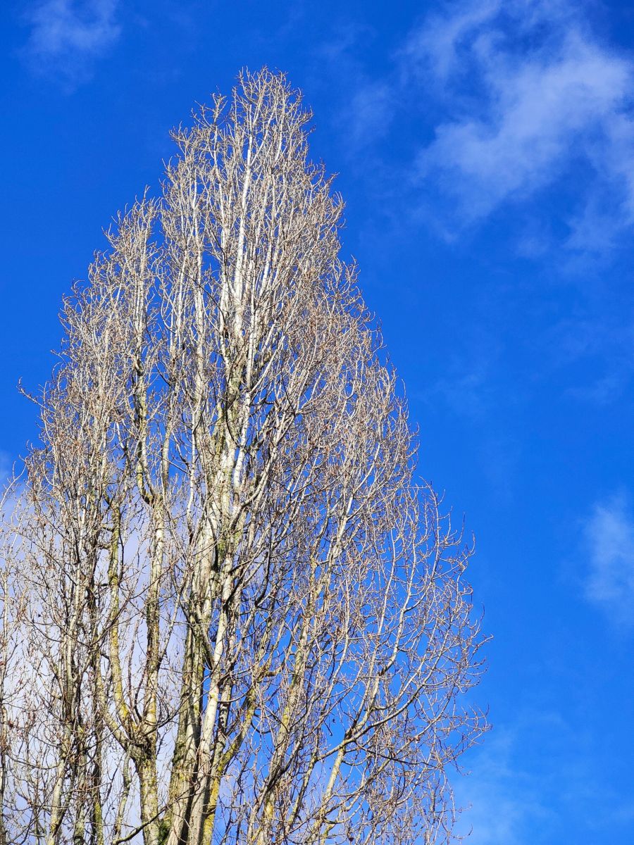 Beim dreifachen Zoom entstehen noch durchaus brauchbare Bilder.