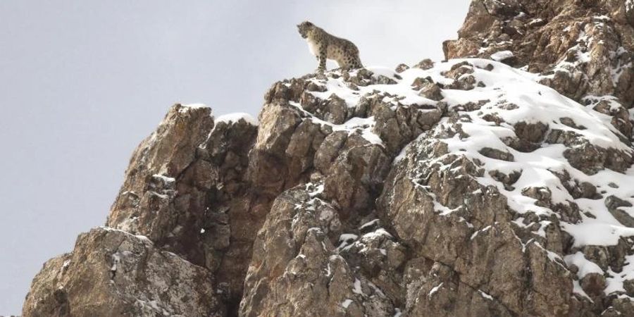 Eine Szene aus dem Film «Der Schneeleopard». Foto: Vincent Munier/MFA/dpa