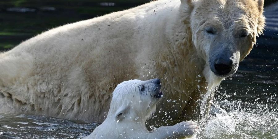 Eisbären in einem Zoo in Frankreich