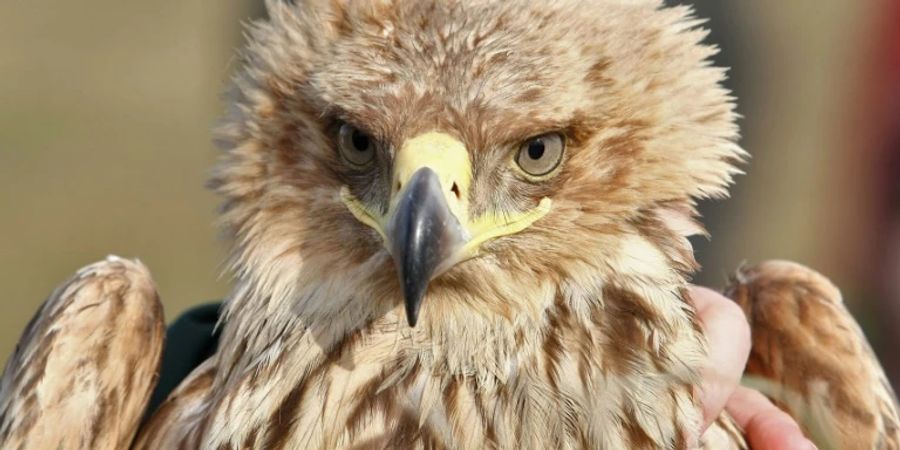 Bleimunition gefährdert vor allem Adler.