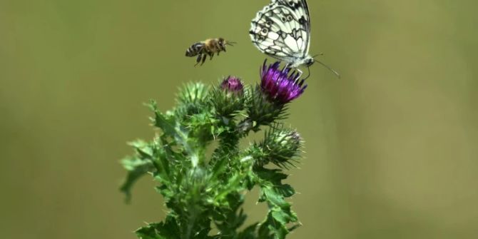 schmetterling distel