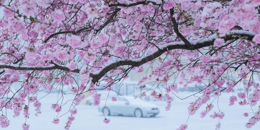 Schnee liegt auf einer blühenden Zierkirsche in der Region Hannover.