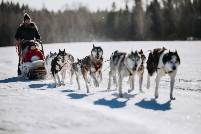 Bei der Arbeit hochkonzentriert: Schlittenhunde in Nordfinnland. Schnee Schlittenhunde Schlitten Mann Frau