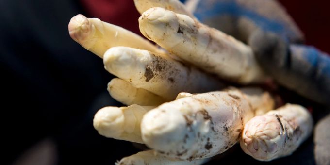 Die Spargelbetriebe in Deutschland können bald mit der Ernte beginnen. Die Spargelbetriebe in Deutschland können bald mit der Ernte beginnen.