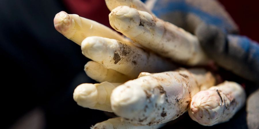 Die Spargelbetriebe in Deutschland können bald mit der Ernte beginnen.