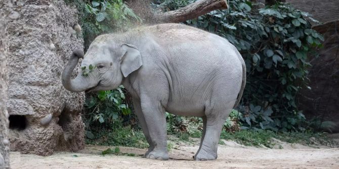 Geburtsvorbereitung Zoo Zürich