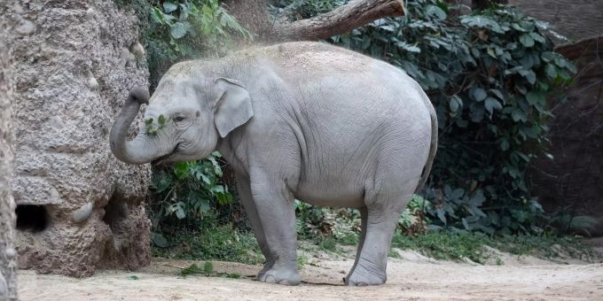 Birth preparation at Zurich Zoo