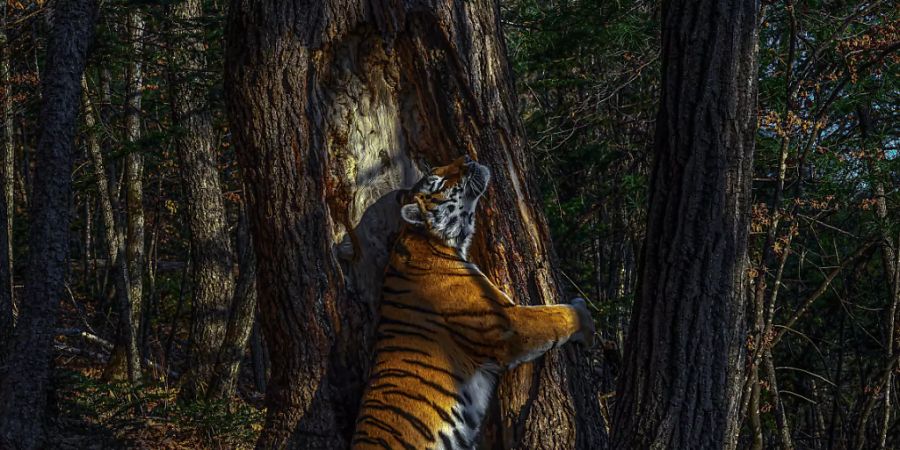 HANDOUT - Die Aufnahme des russischen Fotografen Sergej Gorschkow zeigt einen weiblichen sibirischen Tiger, der der einen Baum umarmt. Das Foto hat den Grand Title Award im Rahmen des Wettbewerbs Wildlife Photographer of the Year 2020 gewonnen. Foto: Sergej Gorschkow/Wildlife Photographer of the Year/Press Association/dpa - ACHTUNG: Nur zur redaktionellen Verwendung im Zusammenhang mit der aktuellen Berichterstattung über den Fotowettbewerb. Das Foto darf nicht verändert und nur im vollen Ausschnitt verwendet werden. Nur mit vollständiger Nennung des vorstehenden Credits. Maximal 15 Bilder pro Publikation. Keine Archivierung. Keine Verwendung auf Titelseiten ohne Rücksprache mit /Wildlife Photographer of the Year.