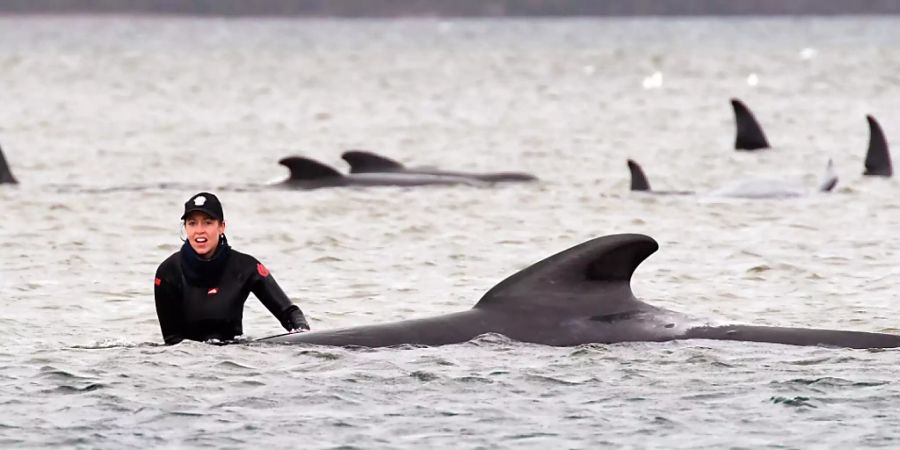 Eine Frau steht neben einem getrandeten Grindwal, bei dem Versuch dem Tier zu helfen, im Hafen von Macquarie im Wasser.  25 der rund 270 an der australischen Insel Tasmanien gestrandeten Grindwale sind Behörden zufolge bisher gerettet worden. Foto: Brodie Weeding/THE ADVOCATE/AP/dpa