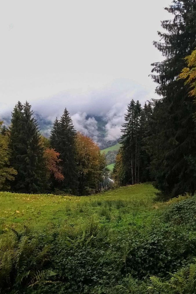 Wald