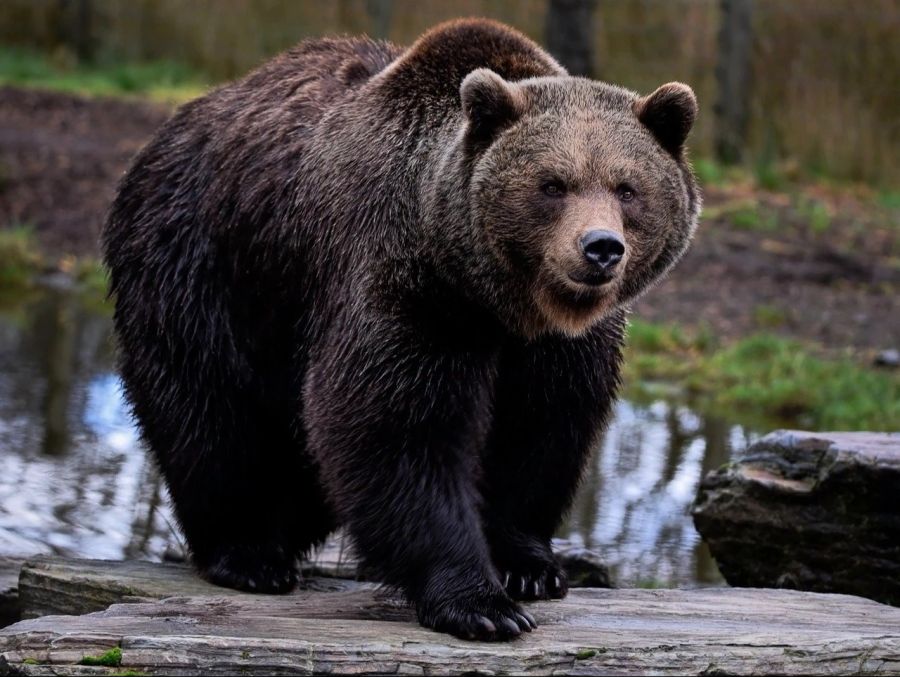 Braunbär
