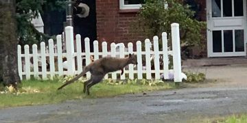 Känguru