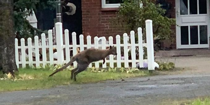 Nach Wochen - Entlaufenes Känguru in Deutschland tot aufgefunden