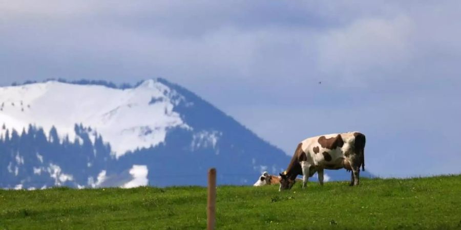 Hunde können vor allem von Mutterkühen als Bedrohung wahrgenommen werden. Eine Online-Wanderkarte soll künftig derartige Aufeinandertreffen vermeiden. Foto: Karl-Josef Hildenbrand/dpa