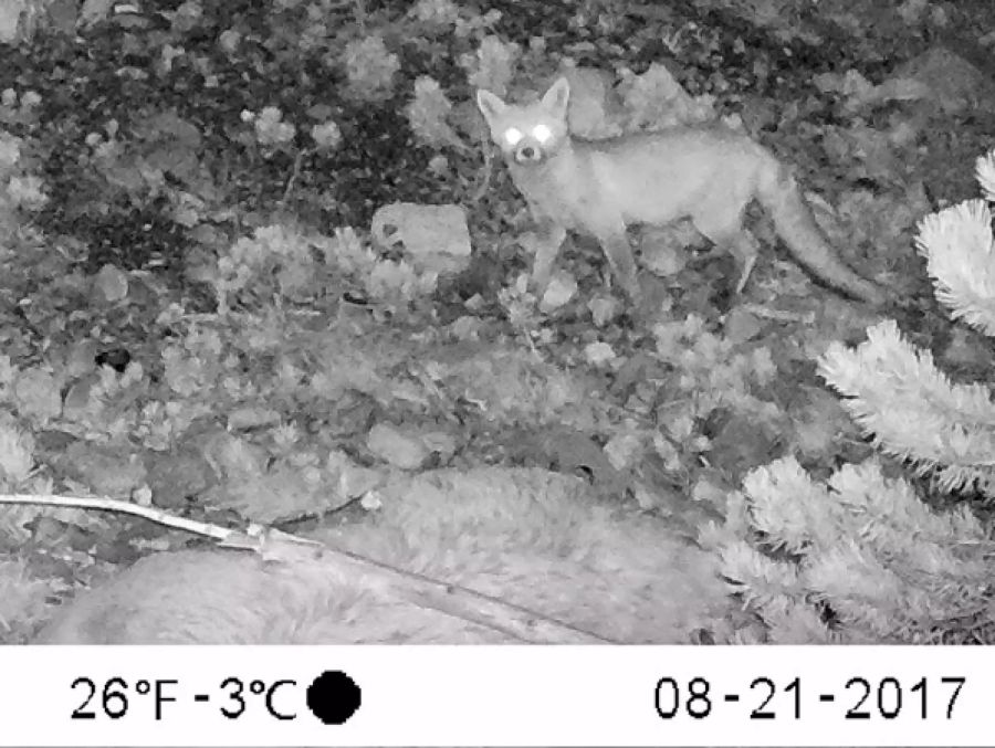 Auch kleinere Raubtiere, wie hier ein Fuchs, sind nachts im Park anzutreffen.