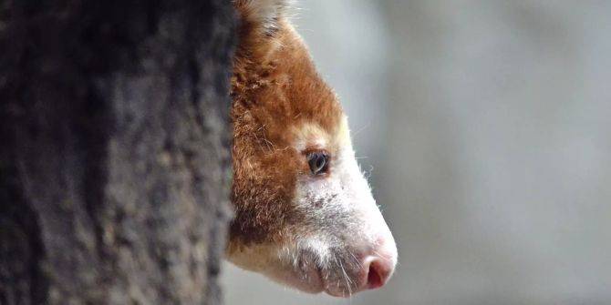 Känguru hinter Baum