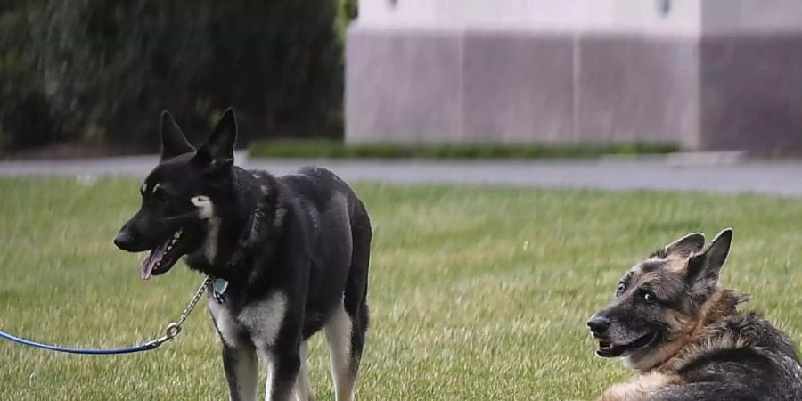 Der Deutsche Schäferhund Champ (r) und Major von Präsident Biden liegen auf dem South Lawn des Weissen Hauses. Foto: Mandel Ngan/POOL AFP/AP/dpa
