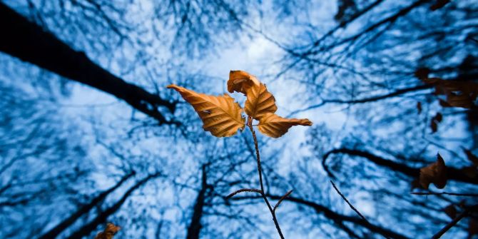 Noch drei herbstlich verfärbte Blätter hängen in einem Wald an einer jungen Buche.