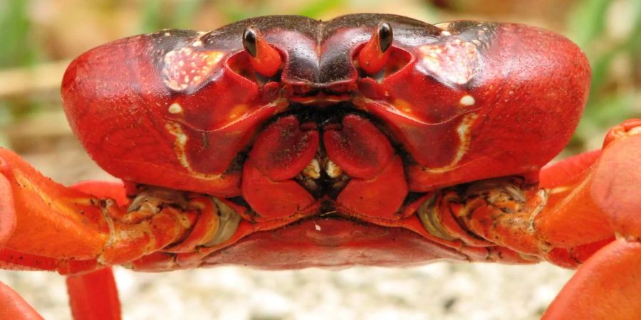 Eine Weihnachtsinsel-Krabbe (Gecarcoidea natalis), auch Rote Landkrabbe genannt, marschiert über den Strand Richtung Meer.