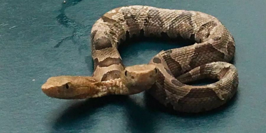 Dieses Bild vom 20. September 2018 zeigt eine zweiköpfige Schlange der Gattung Nordamerikanischer Kupferkopf (Agkistrodon contortrix) im Wildlife Center of Virginia.