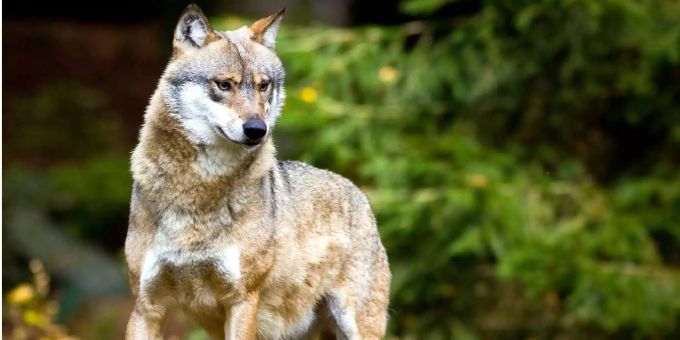 Ende Januar gingen ein St. Galler Amtsleiter und ein Wildhüter nach Russland für eine Weiterbildung im Bereich «Wolfsjagd». wolf