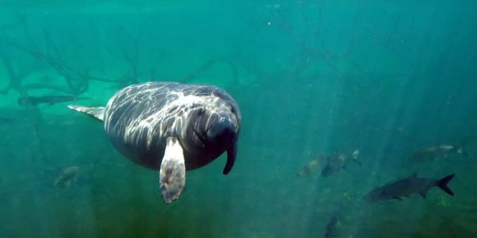 Studie - Seekühe haben Ohren wie Delfine