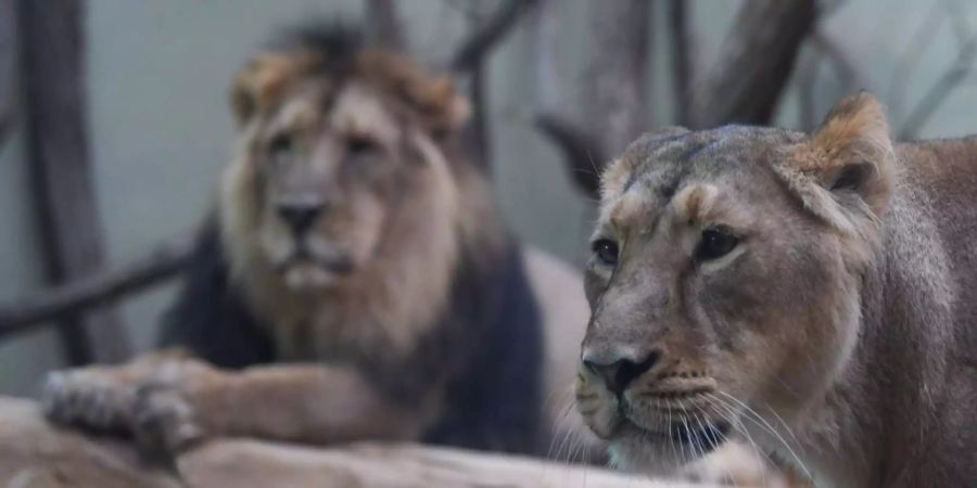 Die Tiere kämpften zuvor vor den Augen der Besucher.