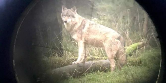 Wolfsrudel