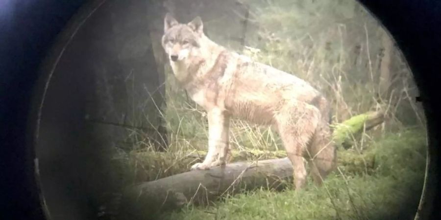 Amtliche Genehmigung in Schleswig-Holstein: Ein Wolf, der für Schafsrisse verantwortlich gemacht wird, darf geschossen werden. Foto: Carsten Rehder