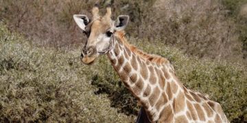 Eine Giraffe im südafrikanischen Krüger-Nationalpark.