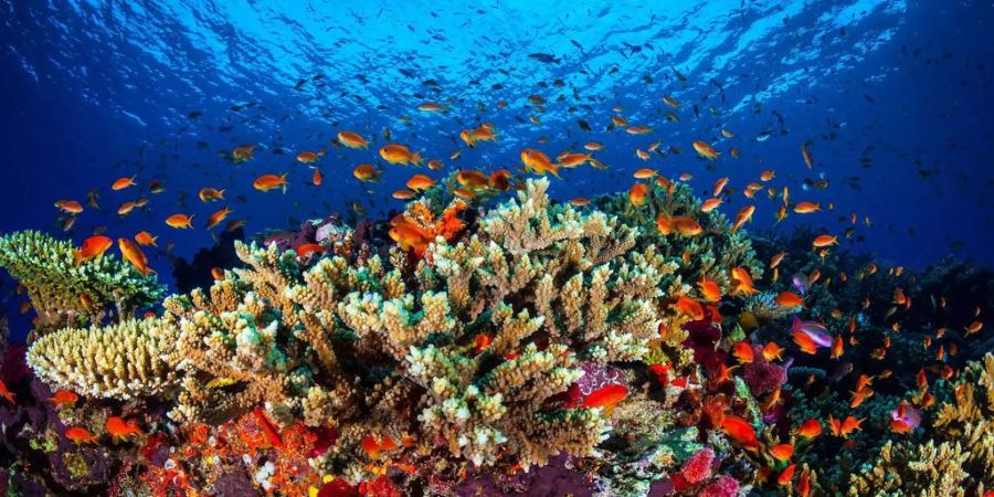 Eine Bleiche im Zweijahresrhythmus würde einem Todesurteil für das Great Barrier Reef gleichkommen.