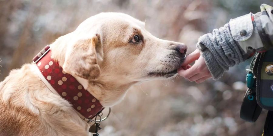 53 Prozent aller Schweizer Singles leben lieber ohne Hund, Katze und Co. - bei Familien sieht es anders aus.