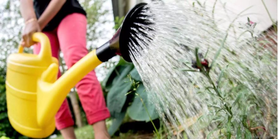 In einigen Gemeinde am Bodensee müssen Blumen erstmals ohne Wasser auskommen.