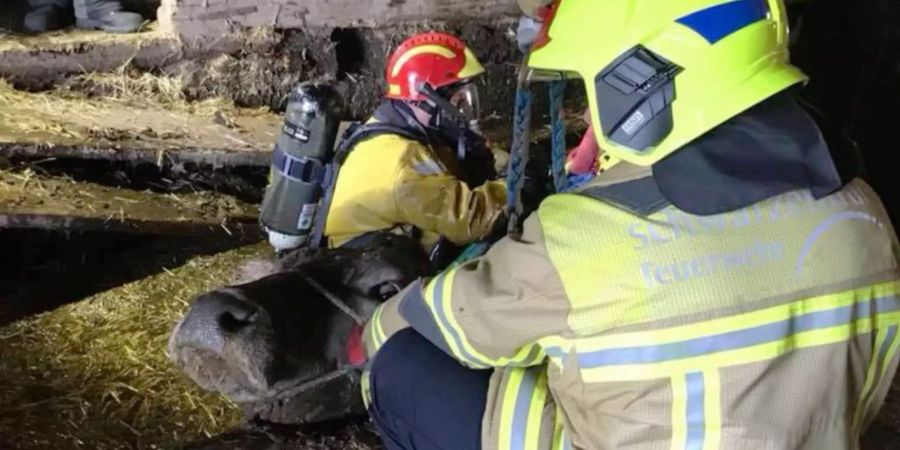 Die Kühe haben sich bei der Feuerwehr höflich bedankt.