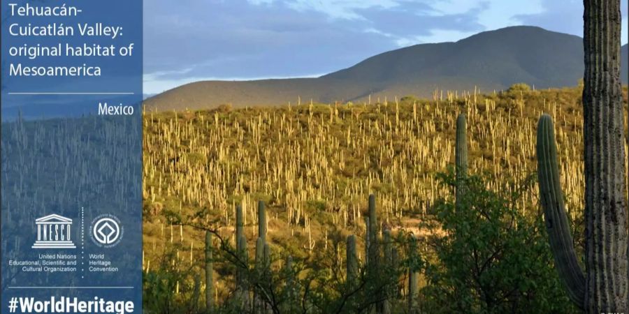 Das Tehuacán-Cuicatlán-Tal in Mexico.