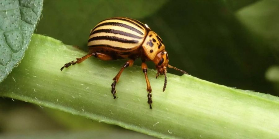 Der gelb-schwarze Kartoffelkäfer macht aktuell Regionen im Kanton Waadt unsicher.