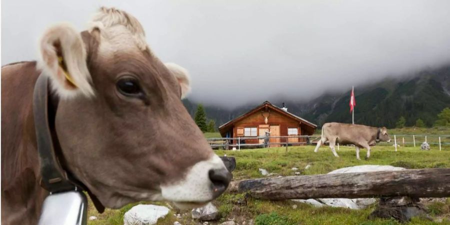 Hornlose Kühe auf der Hinteralp an der Ringelspitze oberhalb Tamins im Churer Rheintal.