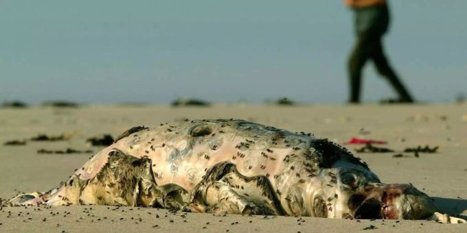 80 Prozent der angeschwemmten Tiere waren trächtige Weibchen. 80 Prozent der angeschwemmten Tiere waren trächtige Weibchen.