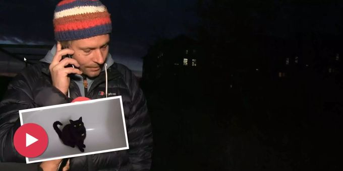 Suche nach Katze Jimmy erfolglos - Neue Spur führt Besitzer nach Bümpliz BE