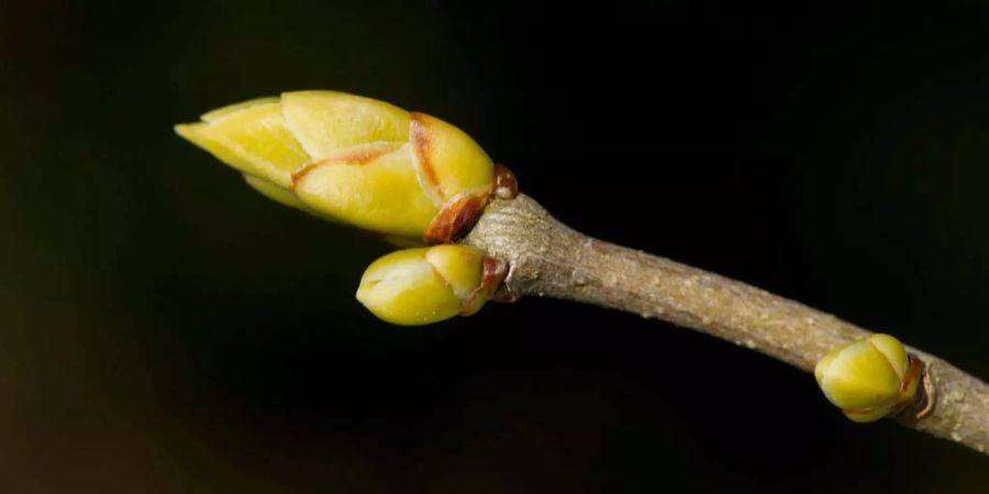 Die ersten zarten Knospen eines Flieders.