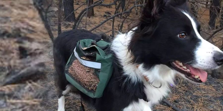 Dieser Border Collie arbeitet als «Gärtner» in den Wäldern Chiles.