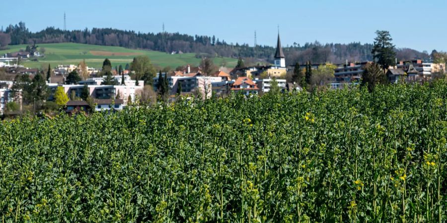 Rafzfeld bei Bolligen.