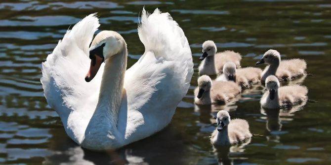 Schwanenfamilie auf dem Fluss