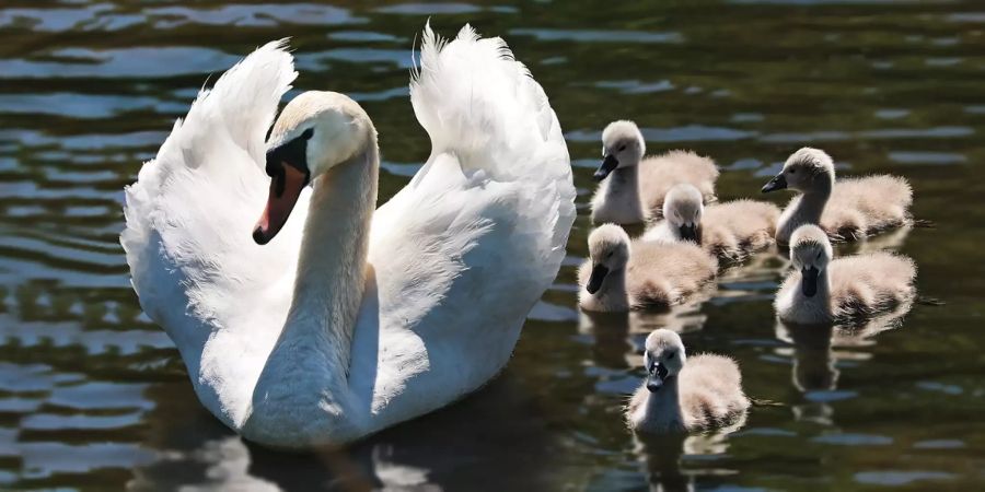 Schwanenfamilie auf dem Fluss