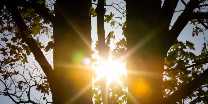 Wald Sonne Trockenheit